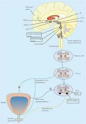 Frontiers Overactive Bladder Symptoms Within Nervous System A